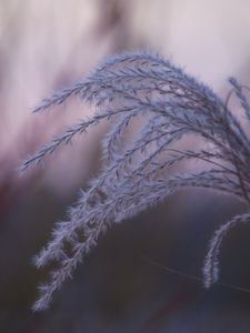 Preview wallpaper grass, blur, macro, fluff