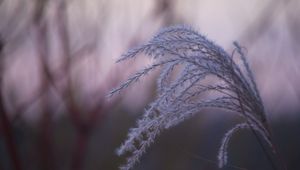 Preview wallpaper grass, blur, macro, fluff