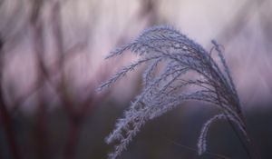 Preview wallpaper grass, blur, macro, fluff