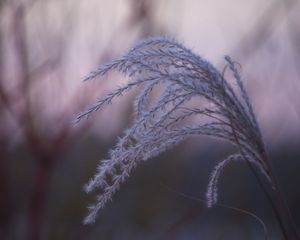 Preview wallpaper grass, blur, macro, fluff