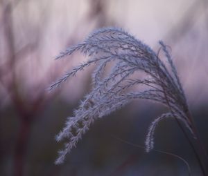 Preview wallpaper grass, blur, macro, fluff