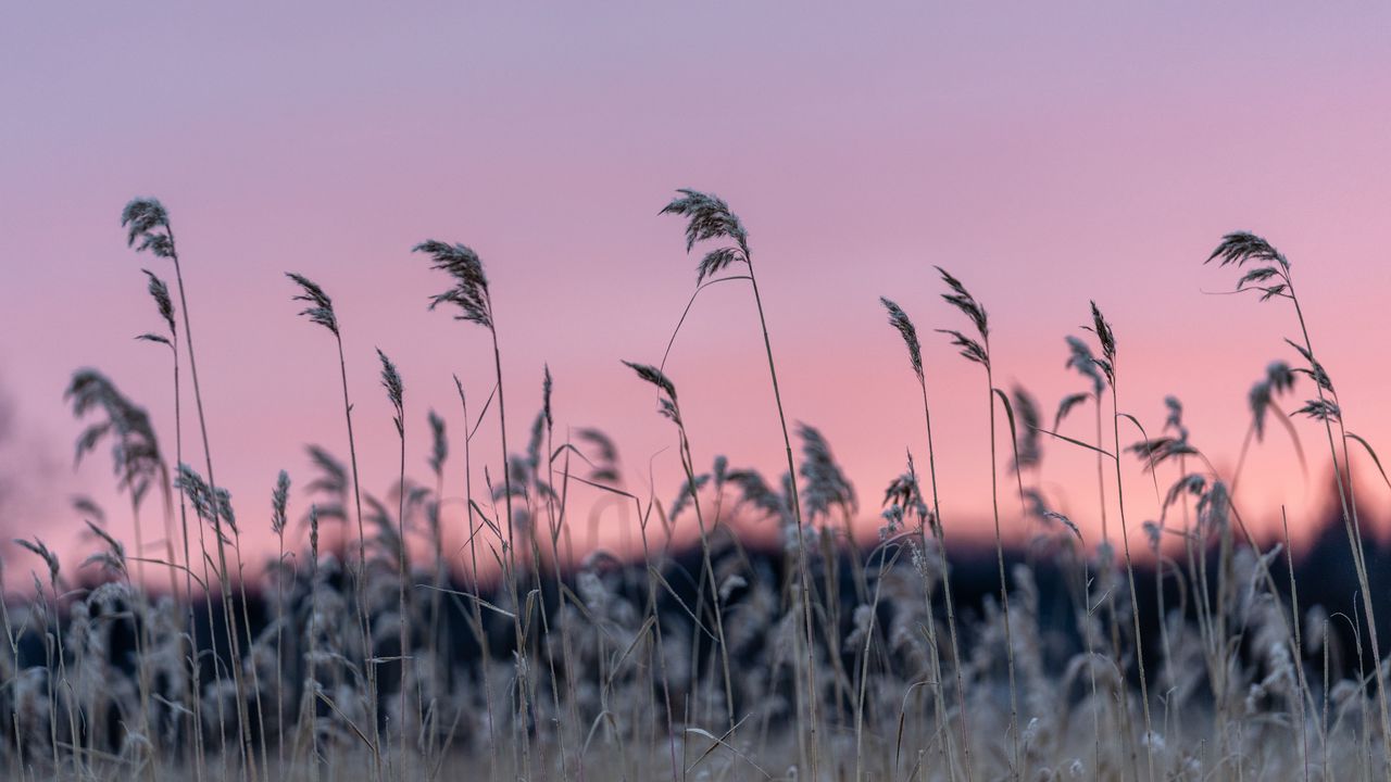 Wallpaper grass, blur, nature, sunset