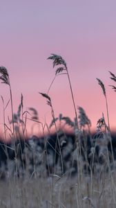 Preview wallpaper grass, blur, nature, sunset