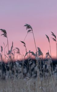 Preview wallpaper grass, blur, nature, sunset