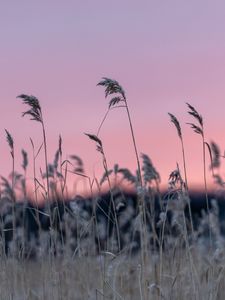 Preview wallpaper grass, blur, nature, sunset