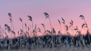Preview wallpaper grass, blur, nature, sunset