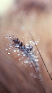 Preview wallpaper grass, blurred, background, faded