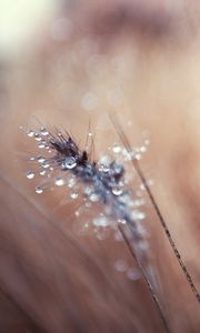 Preview wallpaper grass, blurred, background, faded