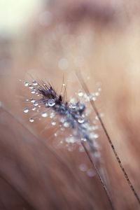 Preview wallpaper grass, blurred, background, faded