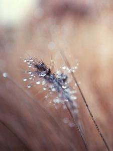 Preview wallpaper grass, blurred, background, faded