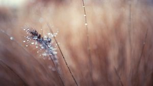 Preview wallpaper grass, blurred, background, faded