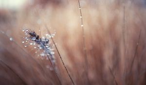 Preview wallpaper grass, blurred, background, faded