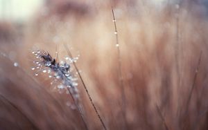 Preview wallpaper grass, blurred, background, faded