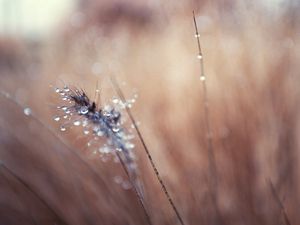 Preview wallpaper grass, blurred, background, faded