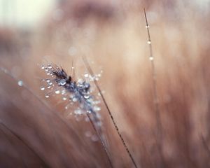 Preview wallpaper grass, blurred, background, faded