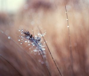 Preview wallpaper grass, blurred, background, faded