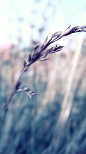 Preview wallpaper grass, blurred, glare