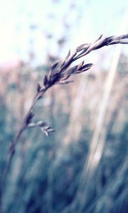 Preview wallpaper grass, blurred, glare