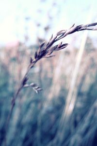 Preview wallpaper grass, blurred, glare