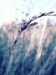 Preview wallpaper grass, blurred, glare