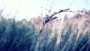 Preview wallpaper grass, blurred, glare