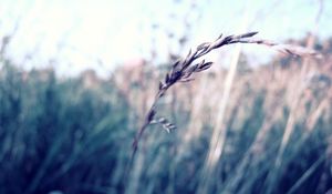 Preview wallpaper grass, blurred, glare