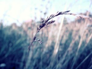 Preview wallpaper grass, blurred, glare