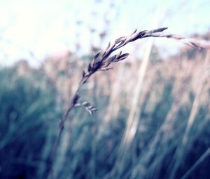 Preview wallpaper grass, blurred, glare