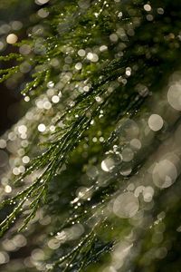 Preview wallpaper grass, bokeh, dew, glare, macro