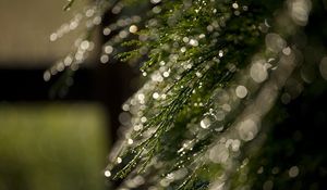 Preview wallpaper grass, bokeh, dew, glare, macro