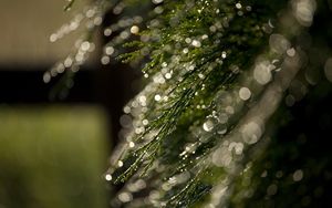 Preview wallpaper grass, bokeh, dew, glare, macro