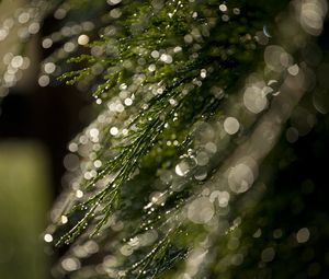 Preview wallpaper grass, bokeh, dew, glare, macro