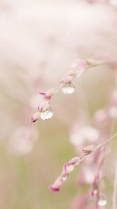 Preview wallpaper grass, branch, drops, dew, light