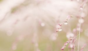 Preview wallpaper grass, branch, drops, dew, light