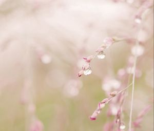 Preview wallpaper grass, branch, drops, dew, light