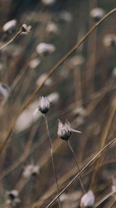 Preview wallpaper grass, branch, light, background, glare