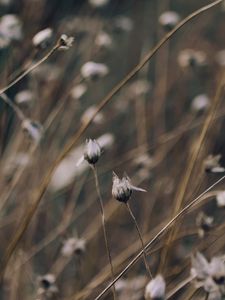 Preview wallpaper grass, branch, light, background, glare