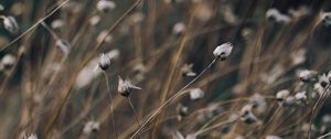 Preview wallpaper grass, branch, light, background, glare