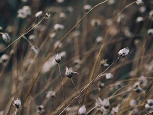 Preview wallpaper grass, branch, light, background, glare