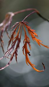 Preview wallpaper grass, branch, plant, glare, blurred