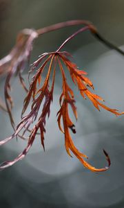 Preview wallpaper grass, branch, plant, glare, blurred