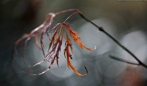 Preview wallpaper grass, branch, plant, glare, blurred