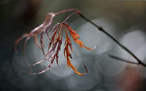 Preview wallpaper grass, branch, plant, glare, blurred