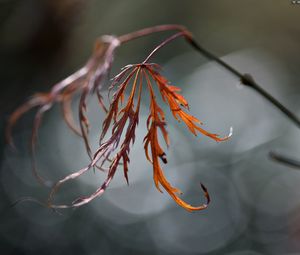 Preview wallpaper grass, branch, plant, glare, blurred