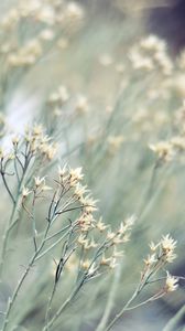 Preview wallpaper grass, branch, plant, white