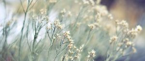 Preview wallpaper grass, branch, plant, white