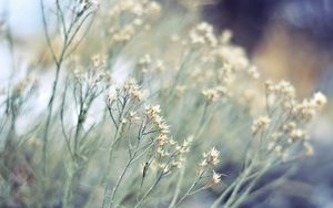 Preview wallpaper grass, branch, plant, white