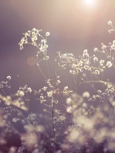 Preview wallpaper grass, branch, plants, background