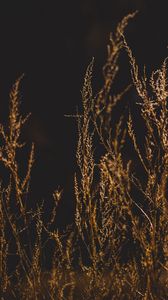 Preview wallpaper grass, branches, blur, dark