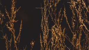 Preview wallpaper grass, branches, blur, dark